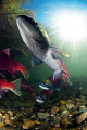 Sockeye salmon.British Columbia, Canada 
